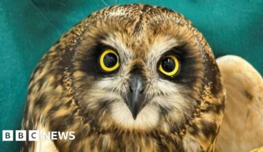 Owl rescued from North Sea platform and released back into wild