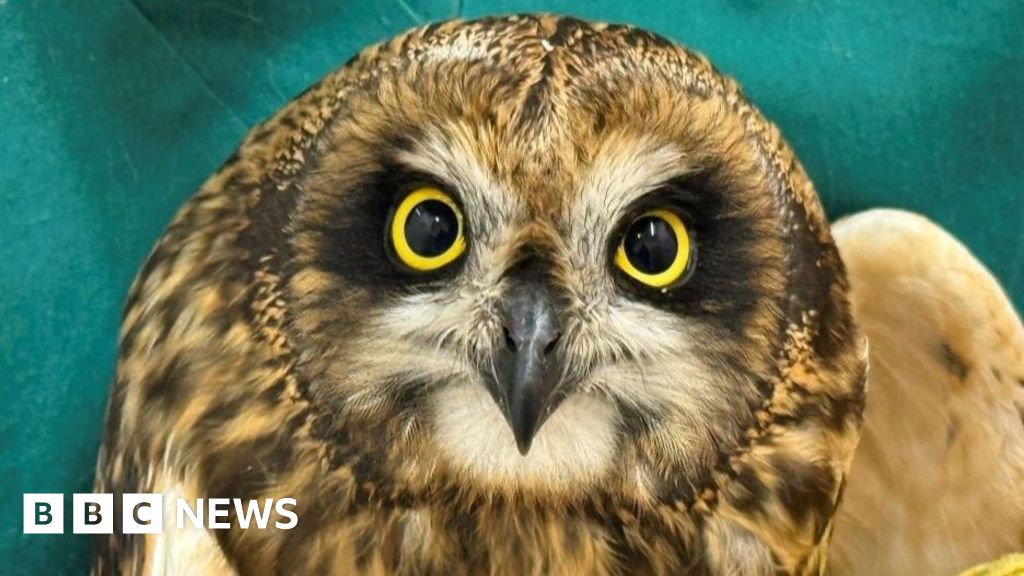 Owl rescued from North Sea platform and released back into wild