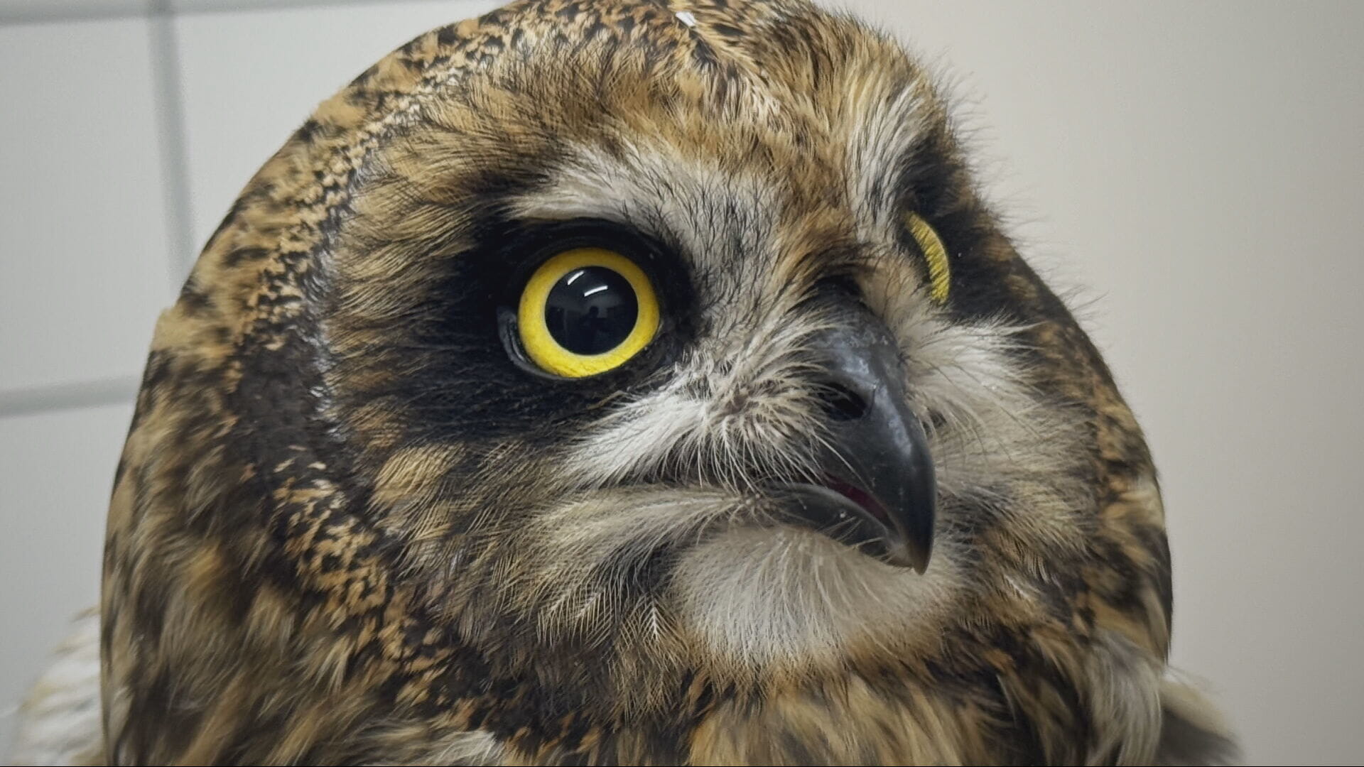 The owl was found to be 'exhausted'