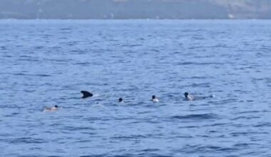 Canarian Weekly - Seven holidaymakers fined for swimming with whales and dolphins