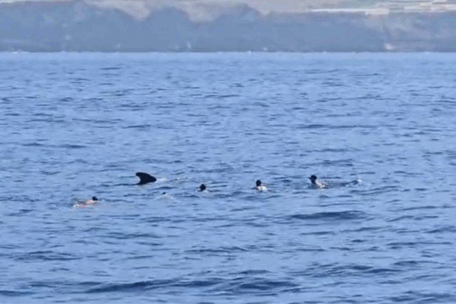 Canarian Weekly - Seven holidaymakers fined for swimming with whales and dolphins