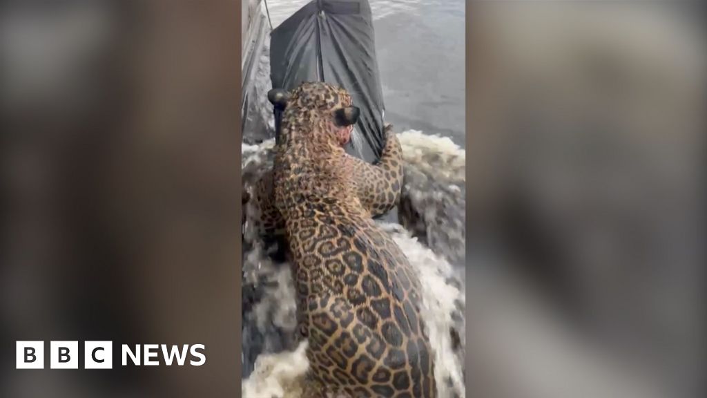 Jaguar with its back facing the camera being rescued from river
