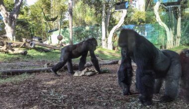 Gorilla Shatters Zoo Enclosure Glass After Charging at It
