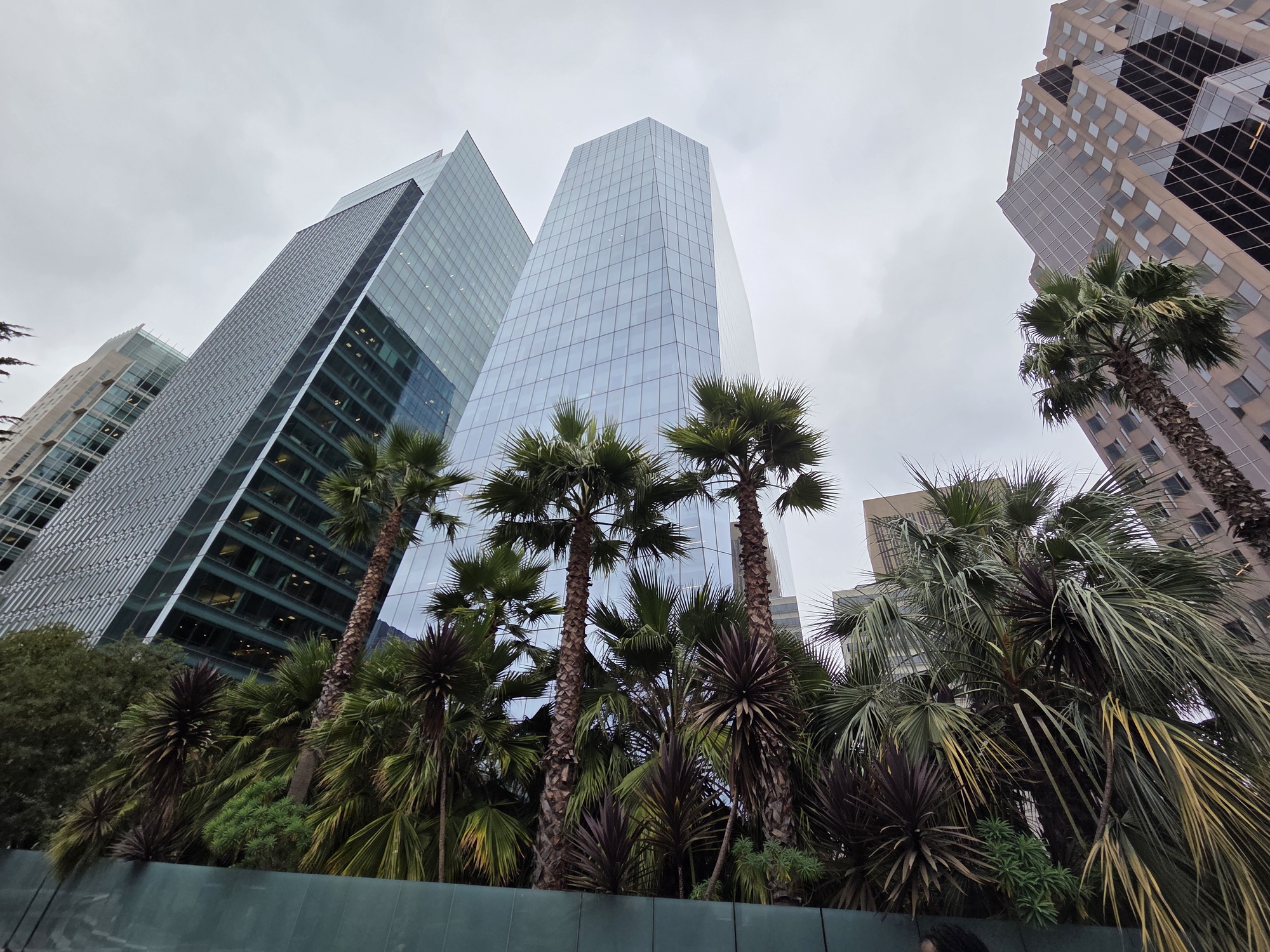 Palm Trees shot by Galaxy S25 Plus