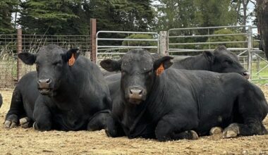 What does 2025 sale data show about the Queensland Angus bull market?