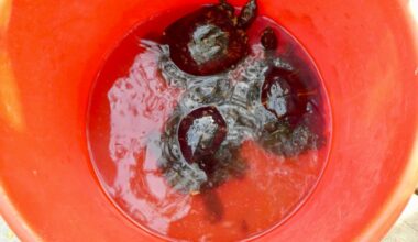 turtles are back! – Why Evolution Is True