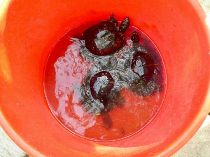 turtles are back! – Why Evolution Is True