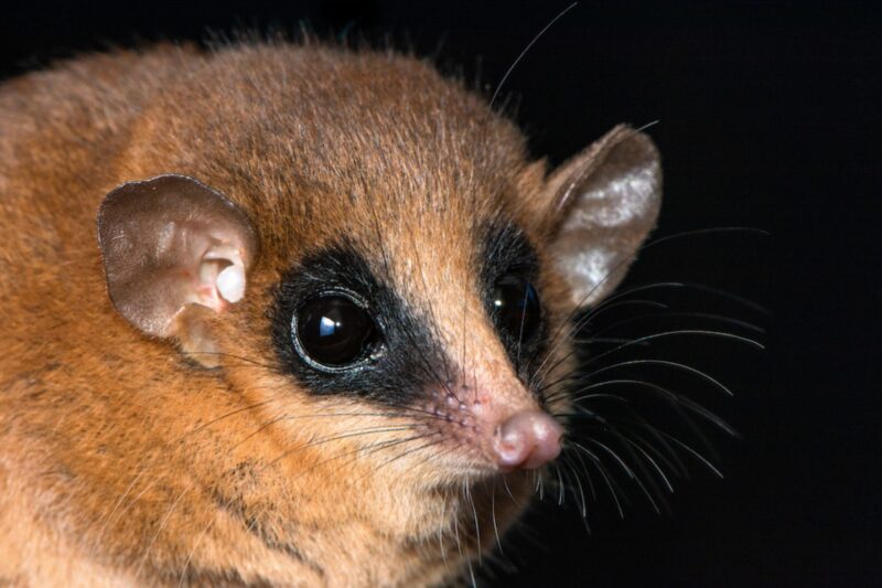 New, High-Altitude Marsupial Confirmed in Peru » Explorersweb