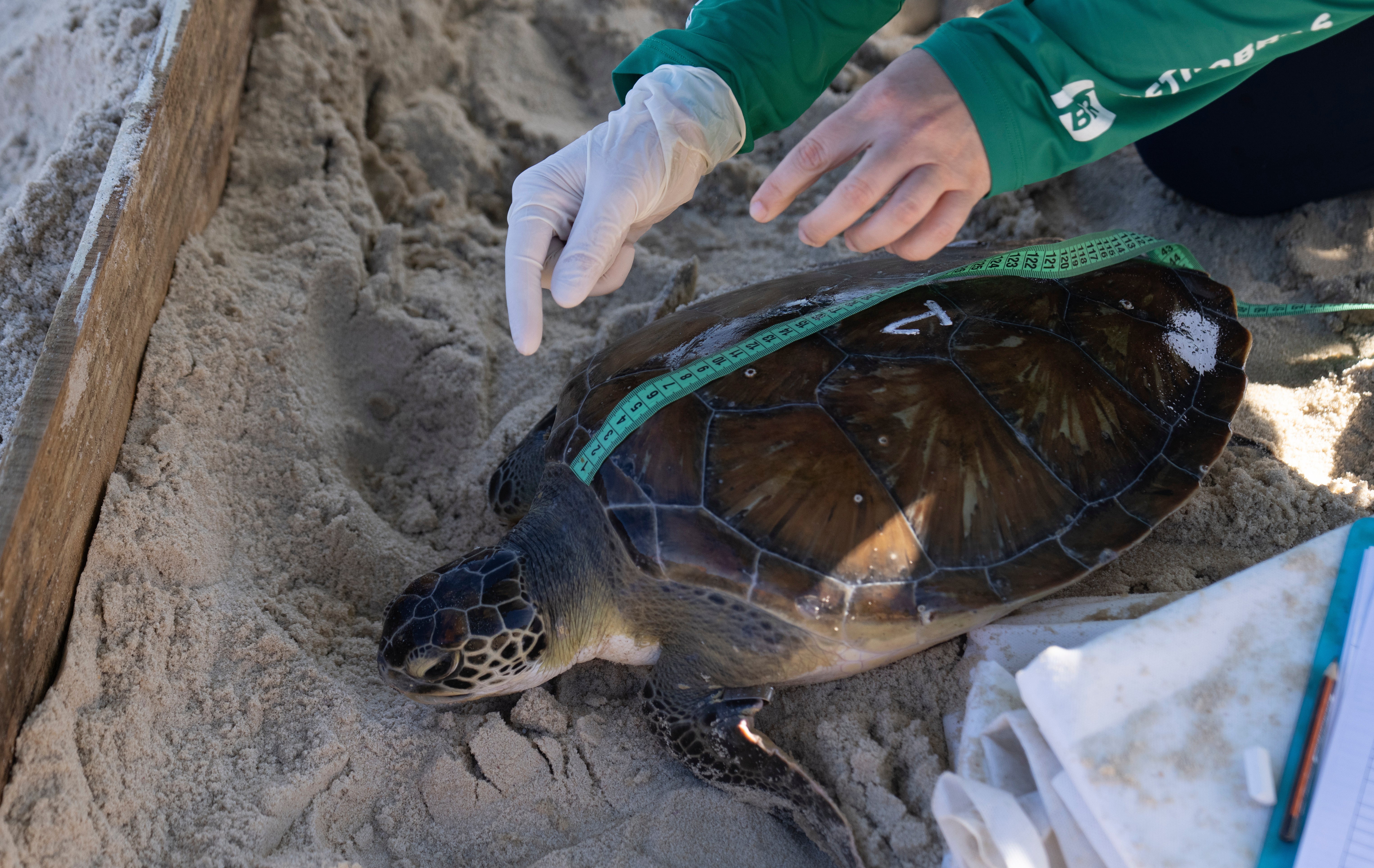Researchers from the Aruana Project measure a green sea turtle after capturing it temporarily at a feeding site on Itaipu Beach in Niteroi, Brazil