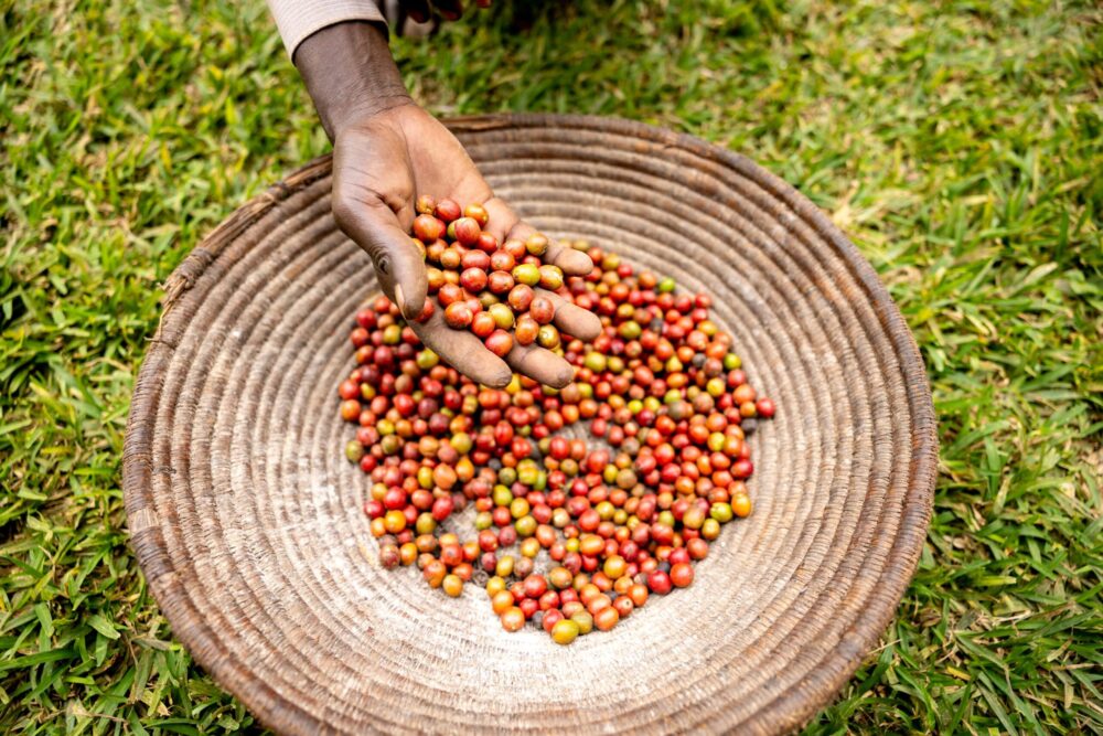 Rapidly changing market dynamics spur coffee prices fluctuations in September