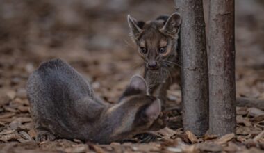 ‘Incredibly special’ pups seen for first time at UK zoo - The Independent