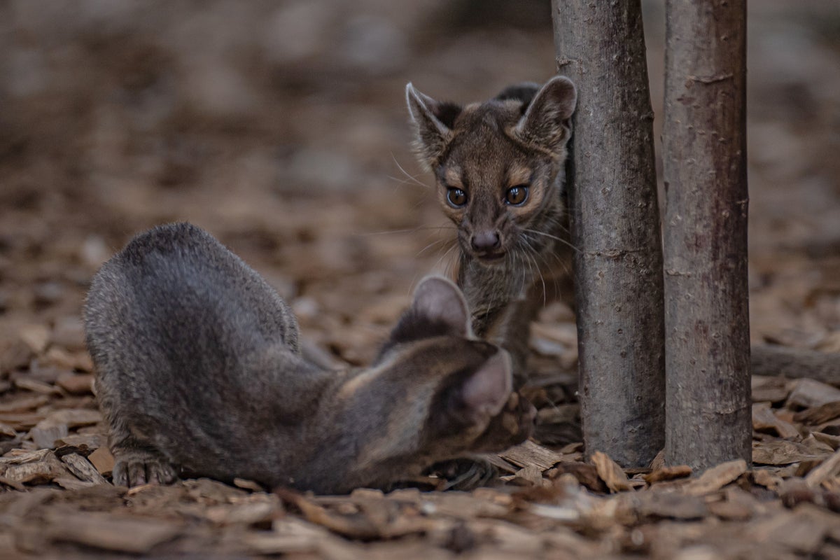 ‘Incredibly special’ pups seen for first time at UK zoo - The Independent