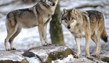 Wolves have returned from near extinction. Here’s why not everyone is happy