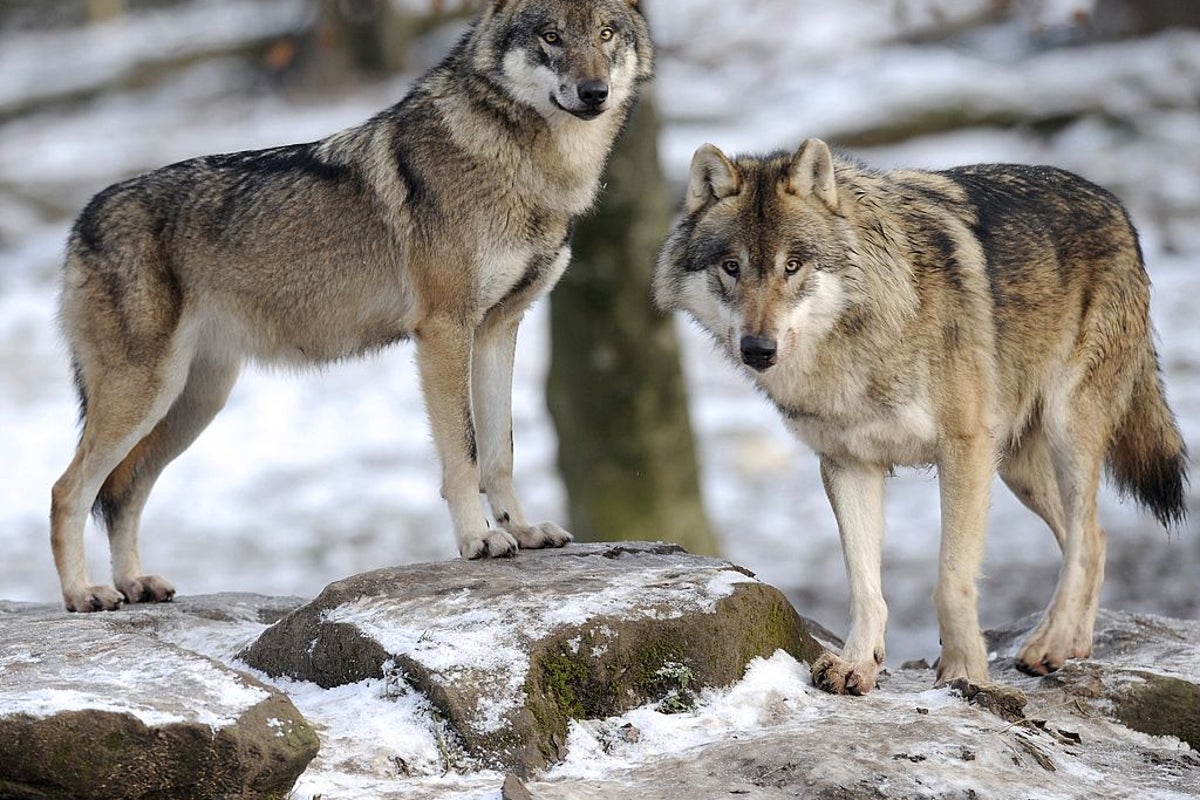 Wolves have returned from near extinction. Here’s why not everyone is happy