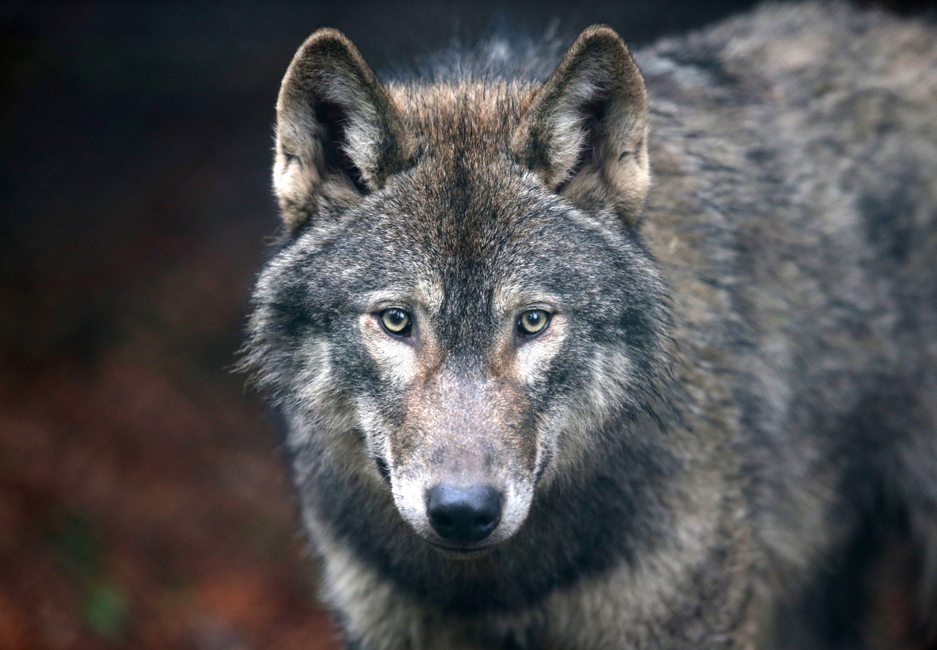 The European grey wolf