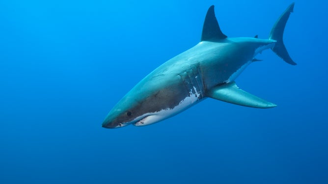 FILE: An adult white shark