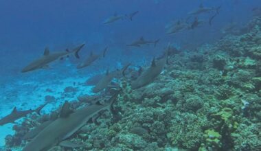 “It’s like swimming inside a snow globe.” When this diver dropped into a remote reef, dozens of huge animals appeared from the darkness