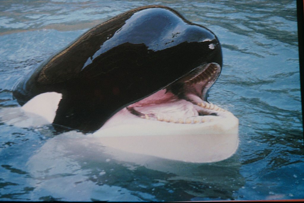Free Willy: When Hollywood’s most famous orca was rescued from captivity he vanished into the ocean – But what happened next?