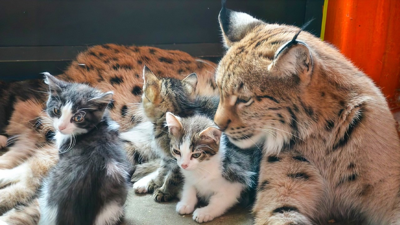 Maternal Lynx Who Was Rescued From a Fur Farm Helps to Raise Kittens, Puppies, and Bear Cubs