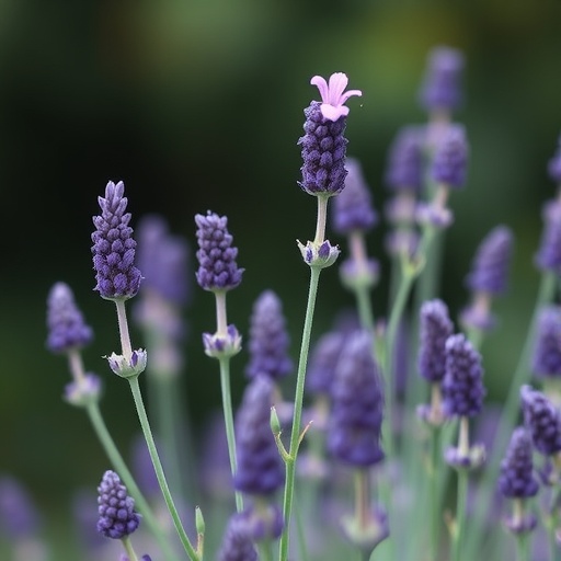 MADS-Box Gene Family Discovered in Lavender Species
