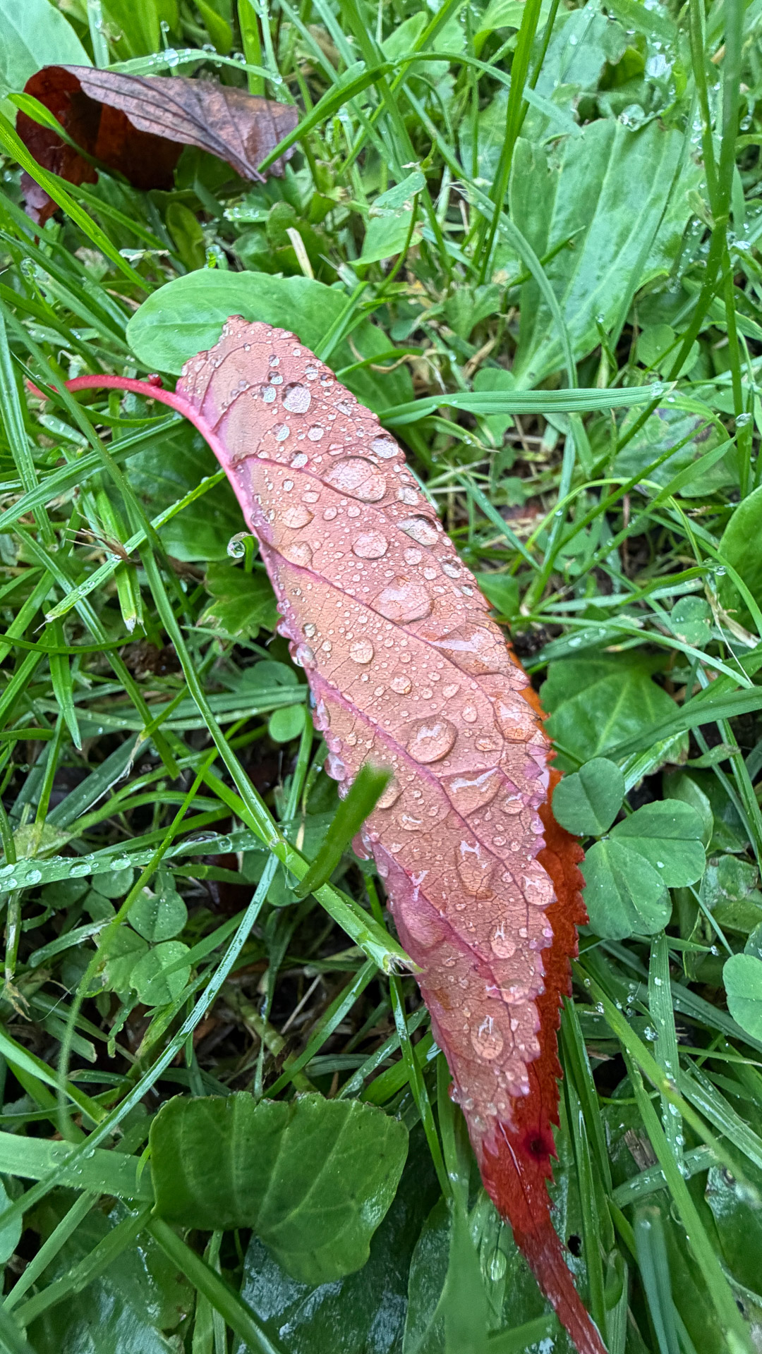 iPhone 17 Pro test shot