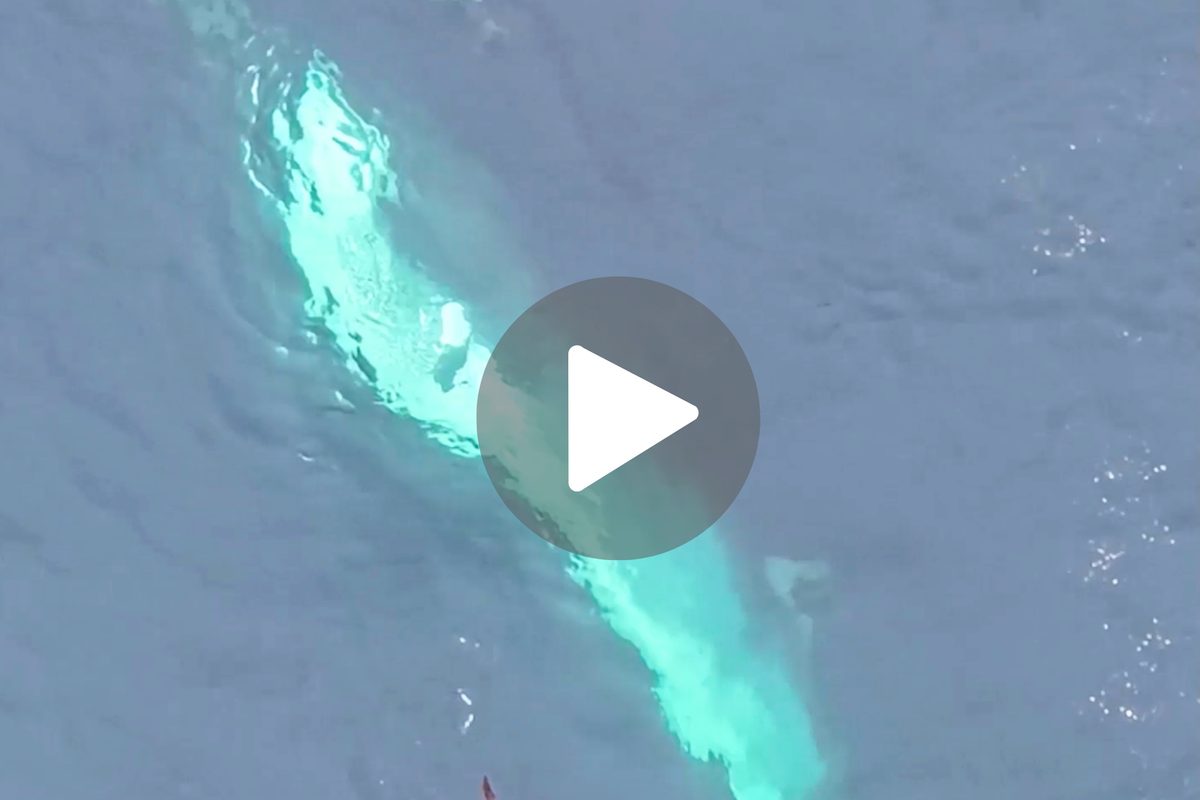 “Rare to witness – and even rarer to film”: wildlife watcher captures 8m animal feeding off Irish coast