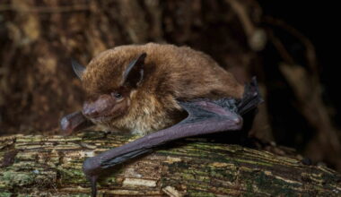 World’s 1,500th known bat species confirmed from Equatorial Guinea