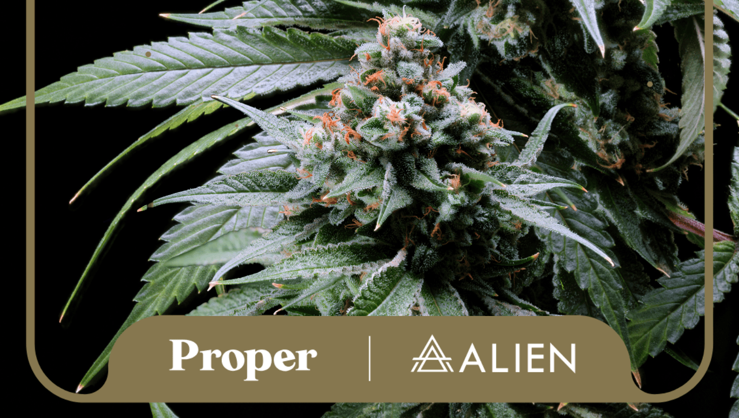 Proper Cannabis partners with Alien Genetics to launch historic Pheno Hunt — Greenway Magazine
