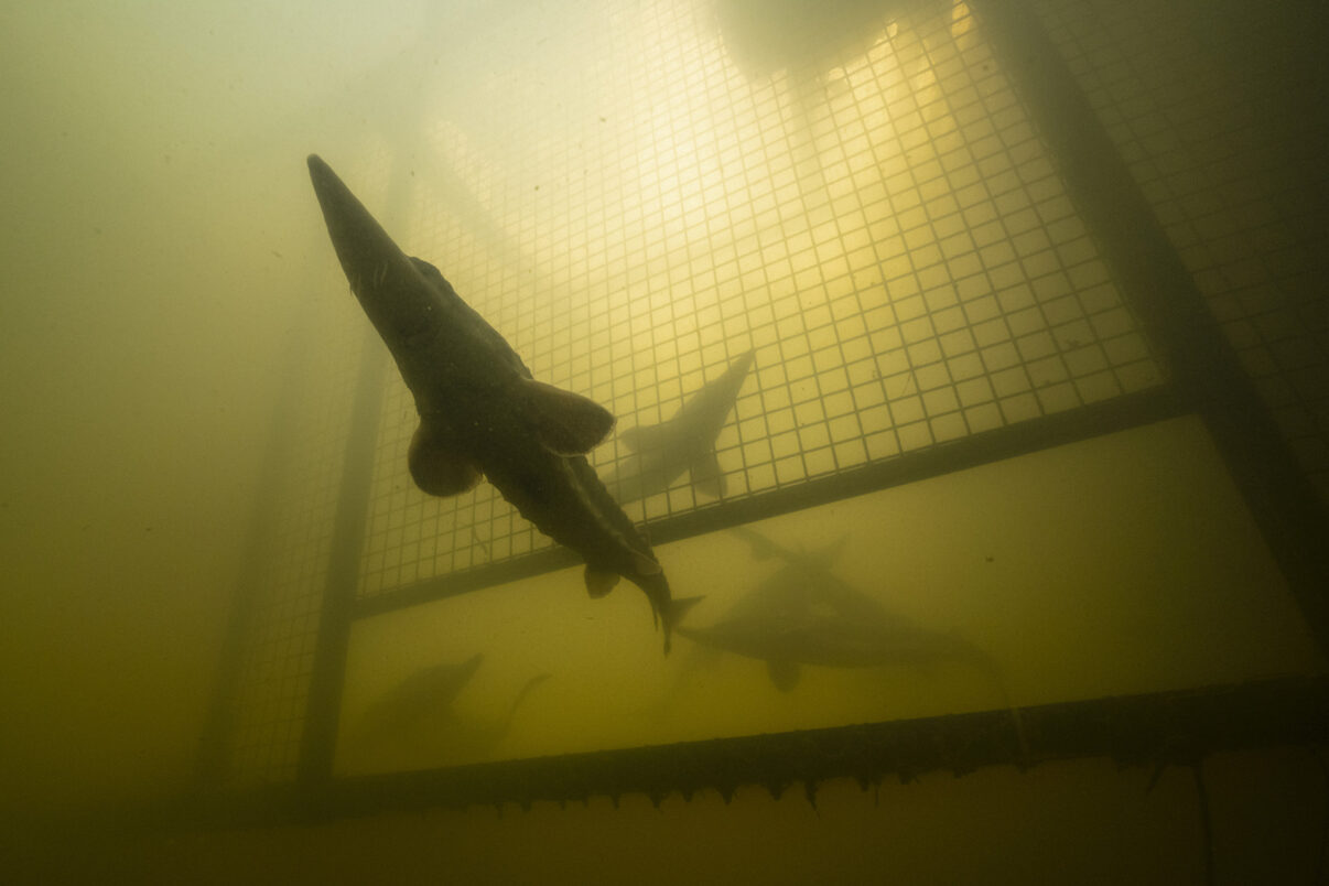 Atlantic sturgeon release in Sweden's Göta River.