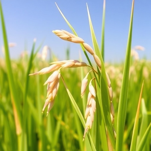 “Rice Cultivar Transcriptome Reveals Heat Stress Response Genes”