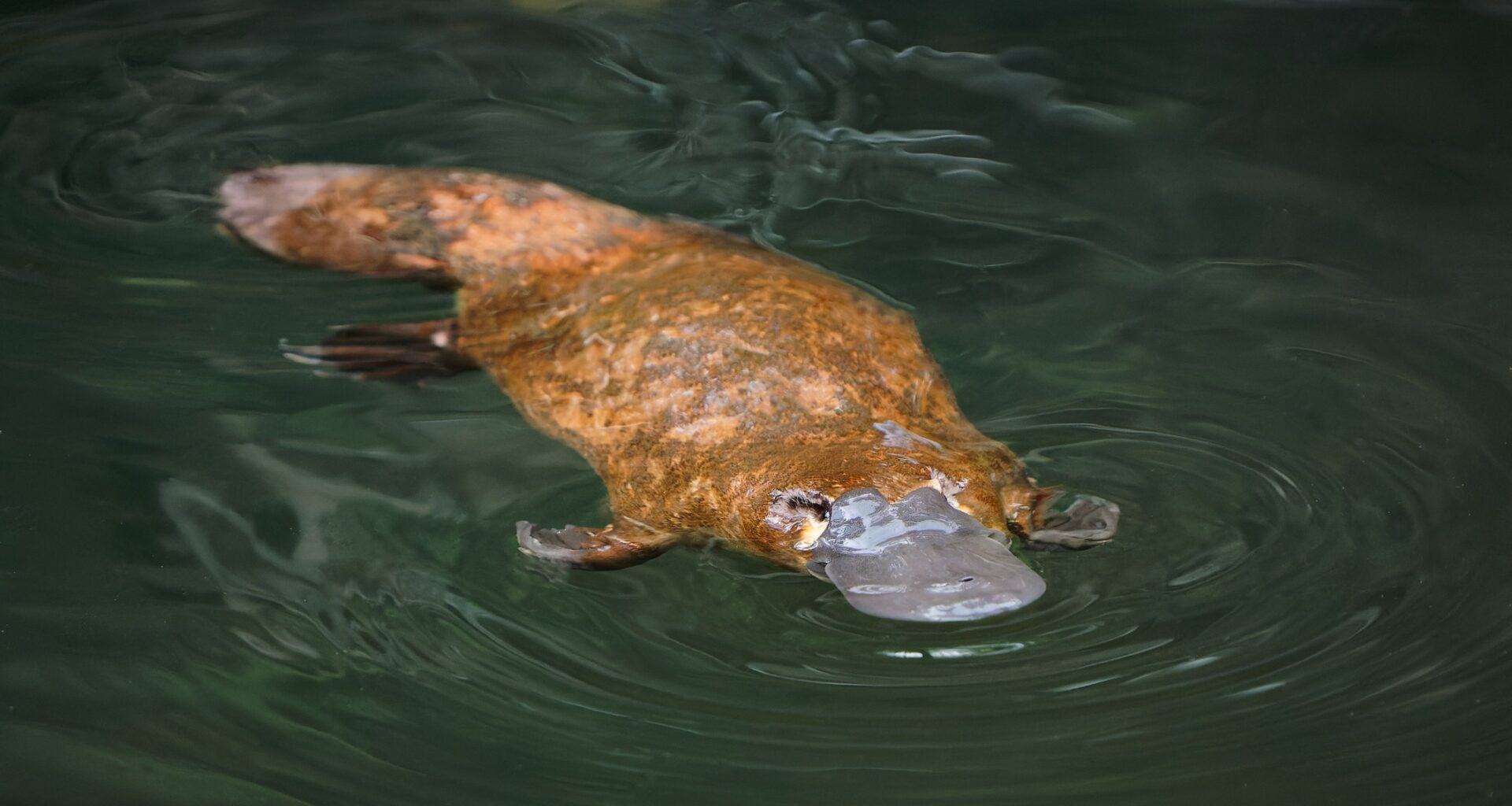 Game on in the fight to ban platypus 'death traps'