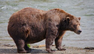 Fat Bear Week: Chunk, the heavyweight bear with a broken jaw, finally wins