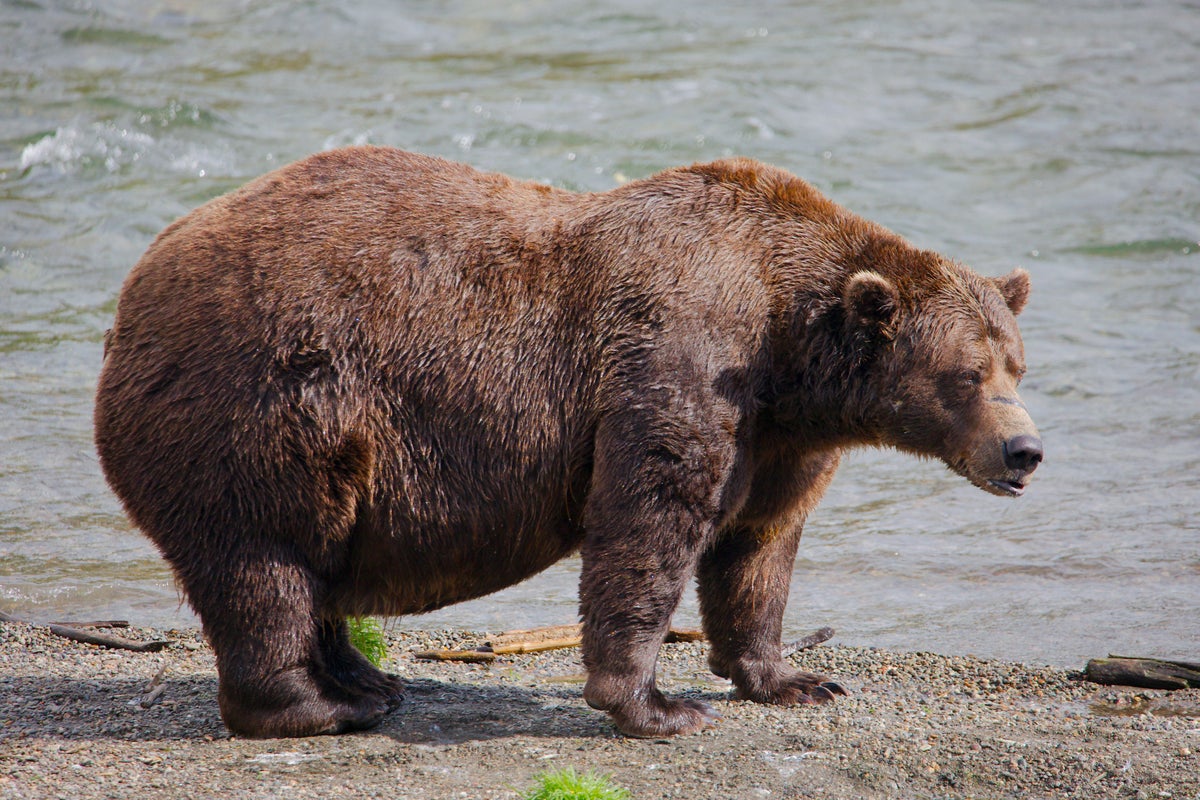 Fat Bear Week: Chunk, the heavyweight bear with a broken jaw, finally wins