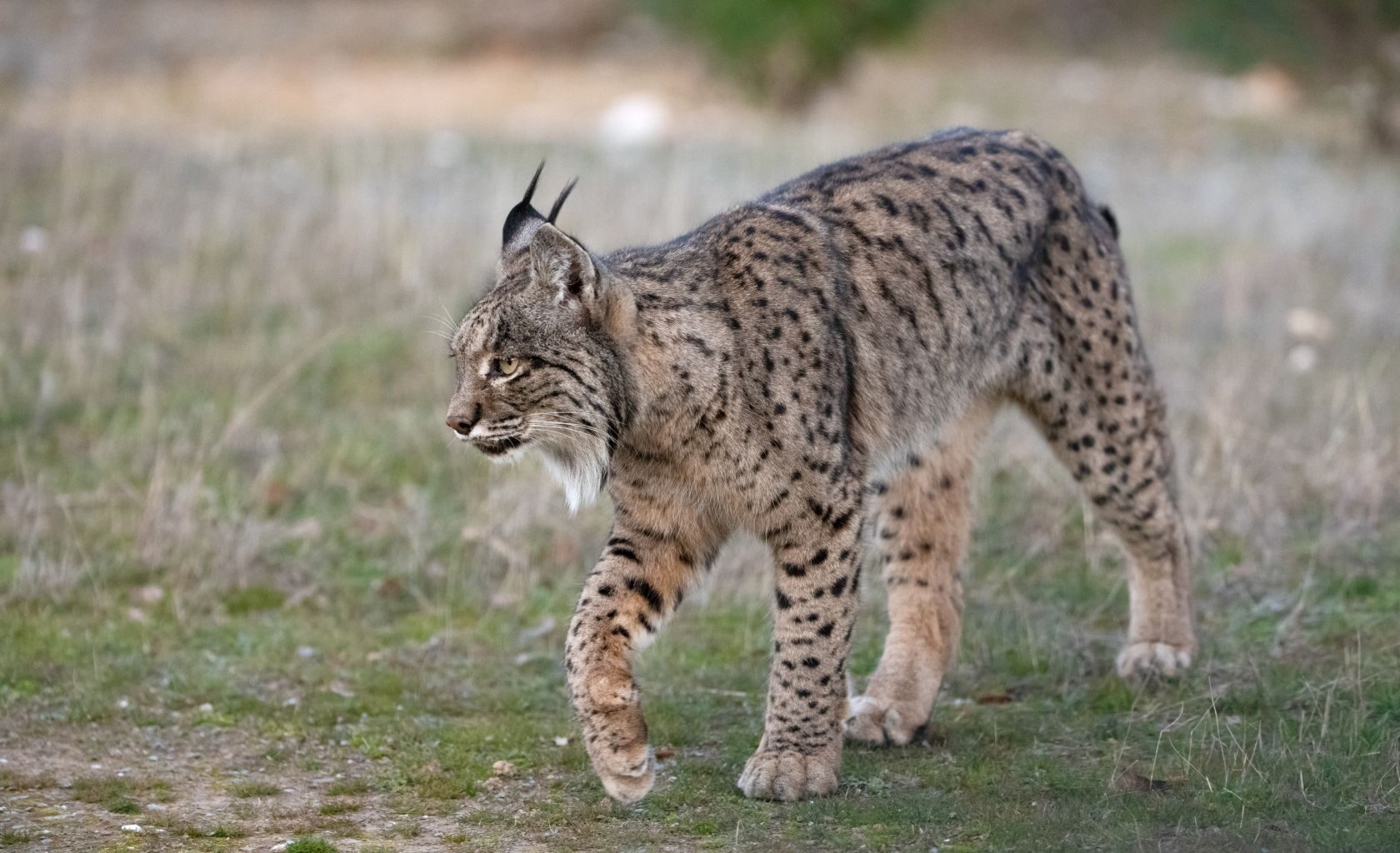 Protection for Iberian lynx - The Portugal News