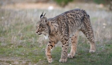 Protection for Iberian lynx - The Portugal News