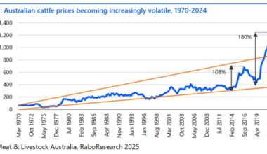 Aussie cattle markets becoming increasingly volatile, suggests industry report