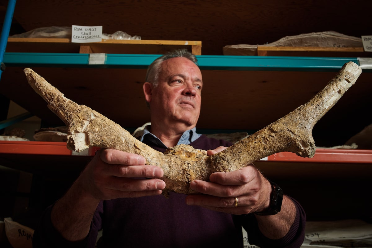 Genetic study shines light on Toronto’s ancient ‘subway deer’