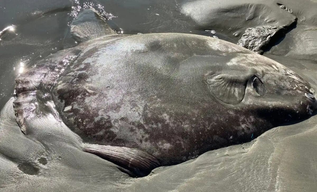 A Close Up Of The Massive Sunfish