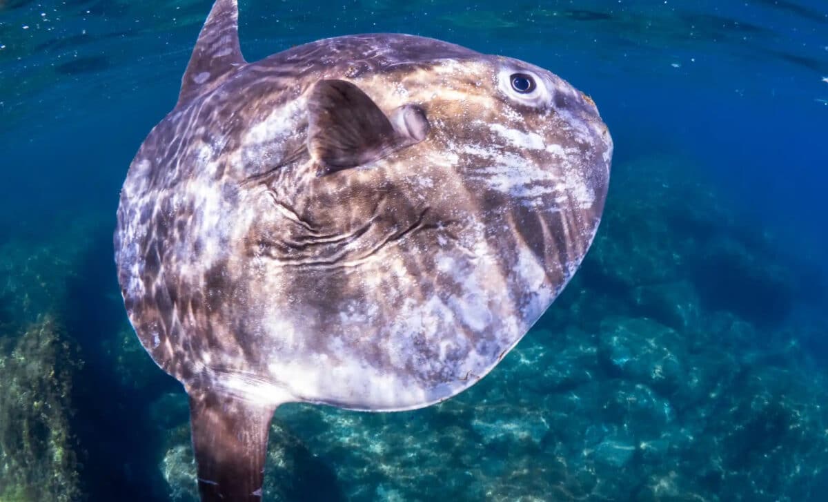 A Stock Image Of An Ocean Sunfish, A Sea Creature Closely Related To Hoodwinker Sunfish