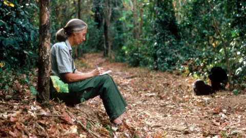 Getty Images Dr Jane Goodall observing a chimpanzee in Tanzania in 1987