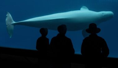 Canada denies Marineland’s request to export its remaining beluga whales to China