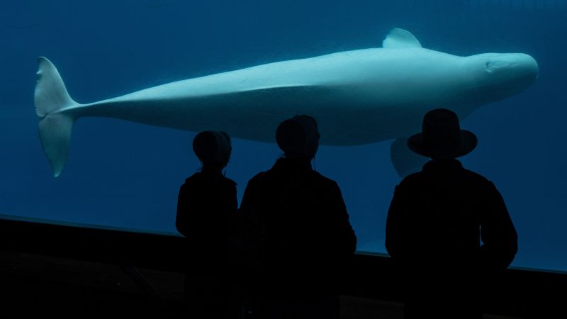 Canada denies Marineland’s request to export its remaining beluga whales to China