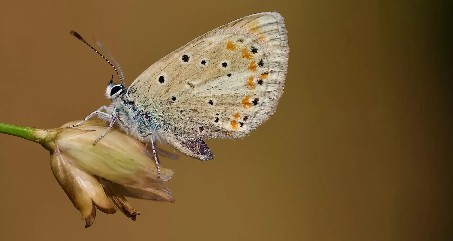 This tiny butterfly has the most chromosomes of any animal on Earth