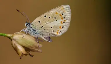 This tiny butterfly has the most chromosomes of any animal on Earth