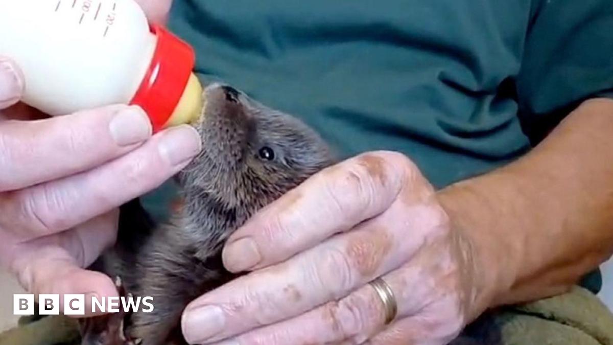 A woman dressed in a brown hoodie with her hair tied back is unscrewing a sign saying "Do not talk to or call the otters"