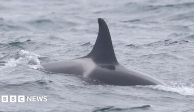 A close-up of one of the adult female orcas. Its dark grey fin and area surrounding it is out of the water.