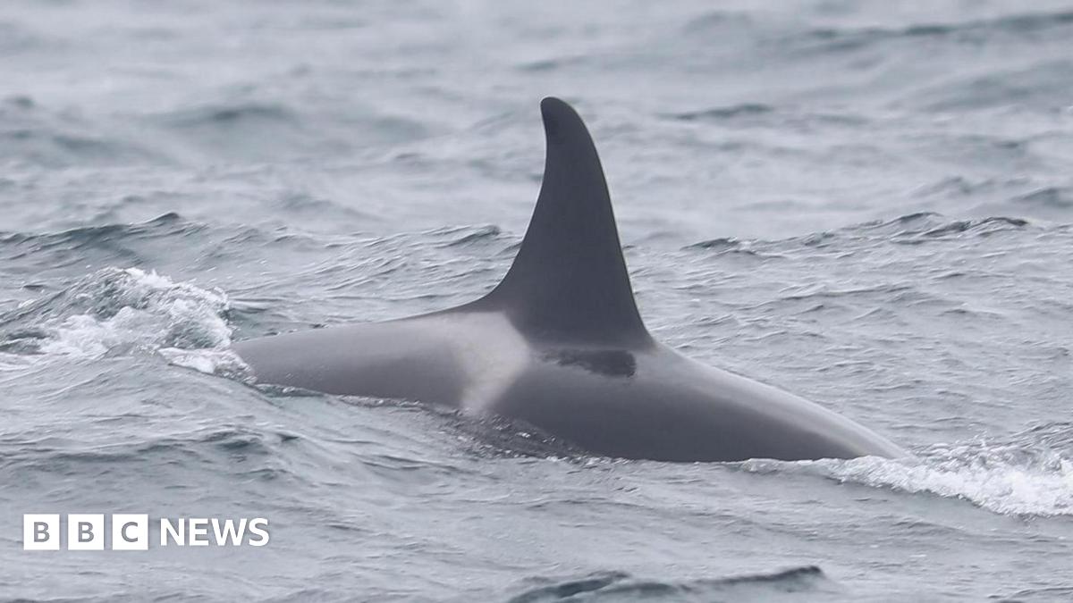 A close-up of one of the adult female orcas. Its dark grey fin and area surrounding it is out of the water.
