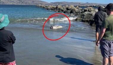 Beachgoers Gather Around The Stranded Fish