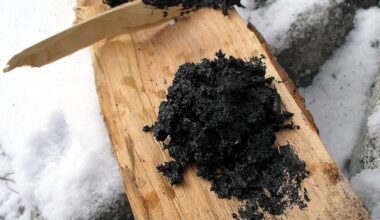 Ancient birch tar reveals how Europe’s first farmers chewed, cooked, and crafted 6,000 years ago