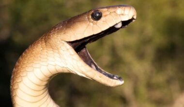 “That’s OK, We Like Being Surprised.”: Eastern Green Mamba Is Odd Snake Out Among Venomous Family